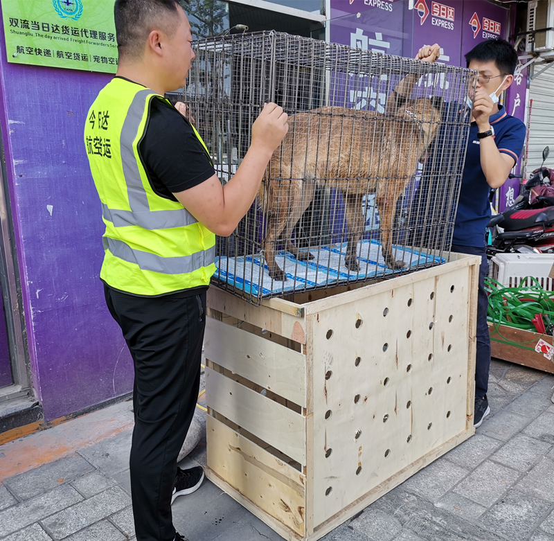 成都烈性犬动物航空运输