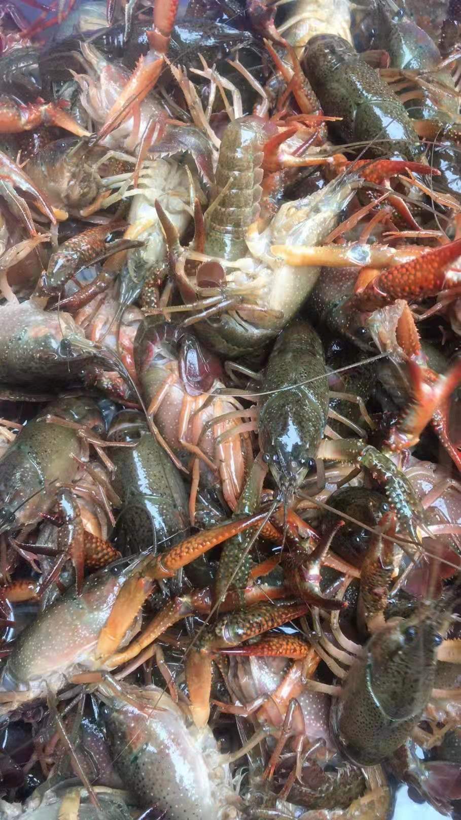 机场货运小龙虾空运-成都机场空运物流