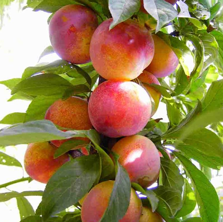 三亚水果乌梅芒果空运哪家便宜-成都机场空运物流公司