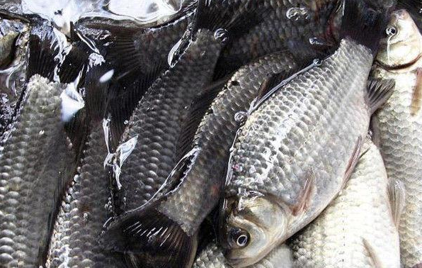 航空货运活鱼食用鱼可以空运吗？-成都机场空运物流